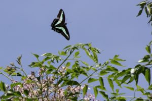 そろばん　かけ算のやり方（９級）